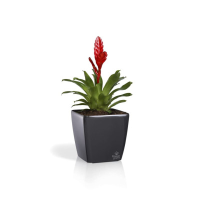 Вазон Plastkon Quadrato Flower Lover 34x34x32см антрацит без автополива